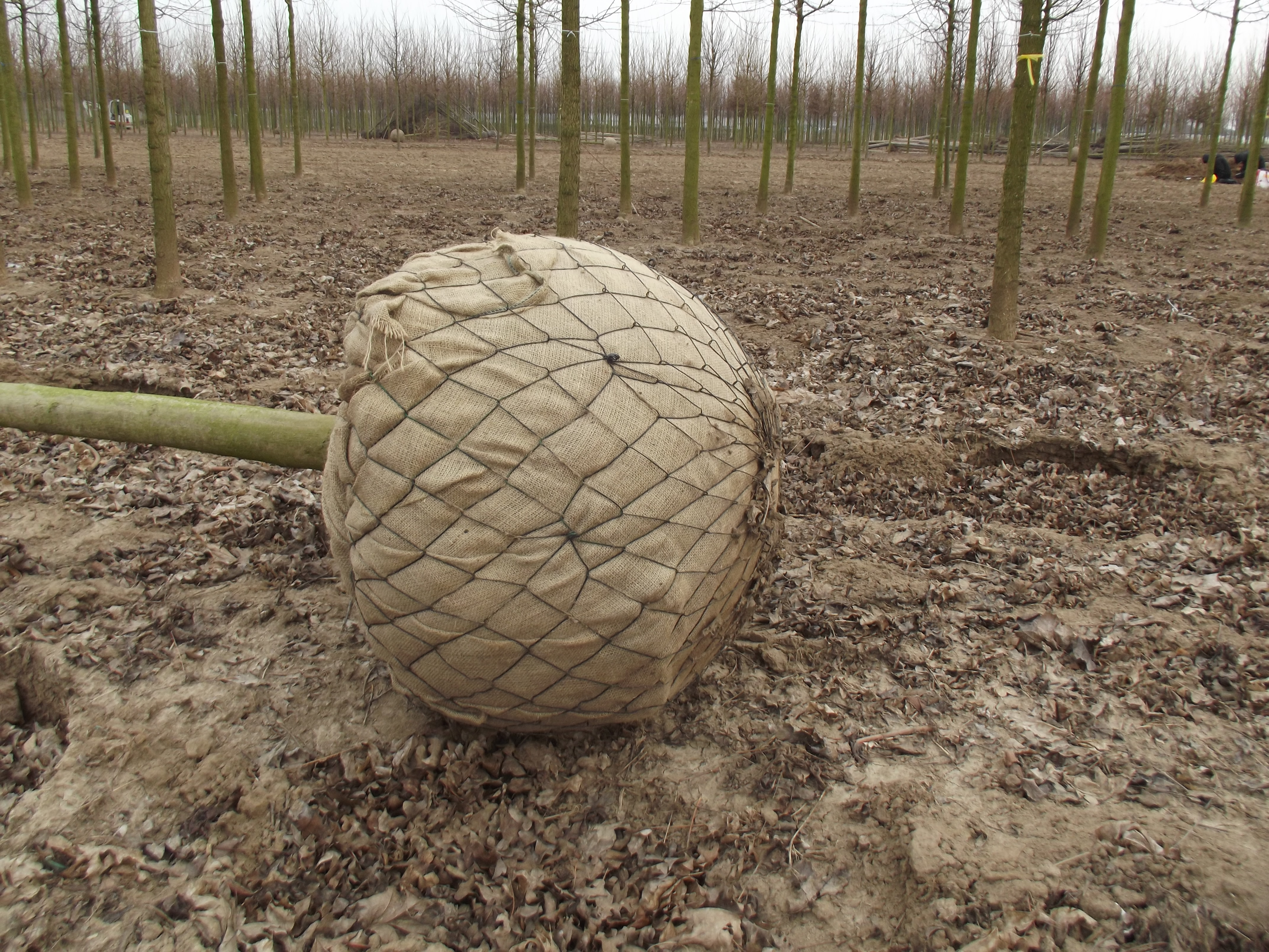 Gerooid en klaar voor de verkoop! Daarvoor wortelde de boom wel ca. 50 cm in de bodem